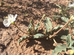 Acleisanthes diffusa