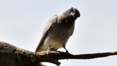 Coracina novaehollandiae