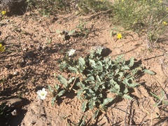 Acleisanthes diffusa