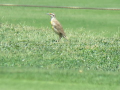 Sturnella magna lilianae