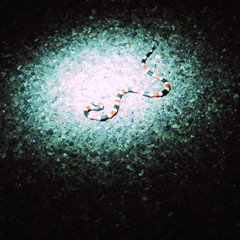 Micruroides euryxanthus