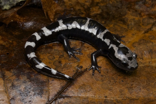 Marbled Salamander