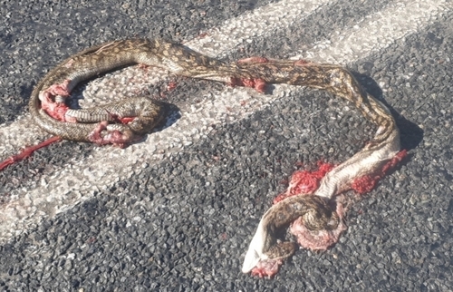 Australian Scrub Python sighting