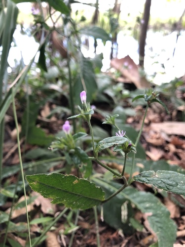 Elephantopus carolinianus image
