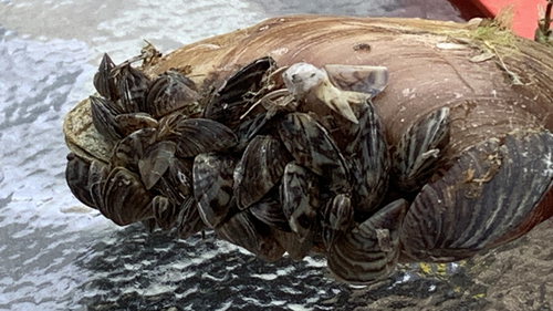 Zebra Mussel