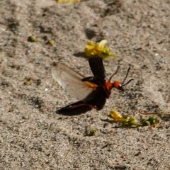 Lytta magister