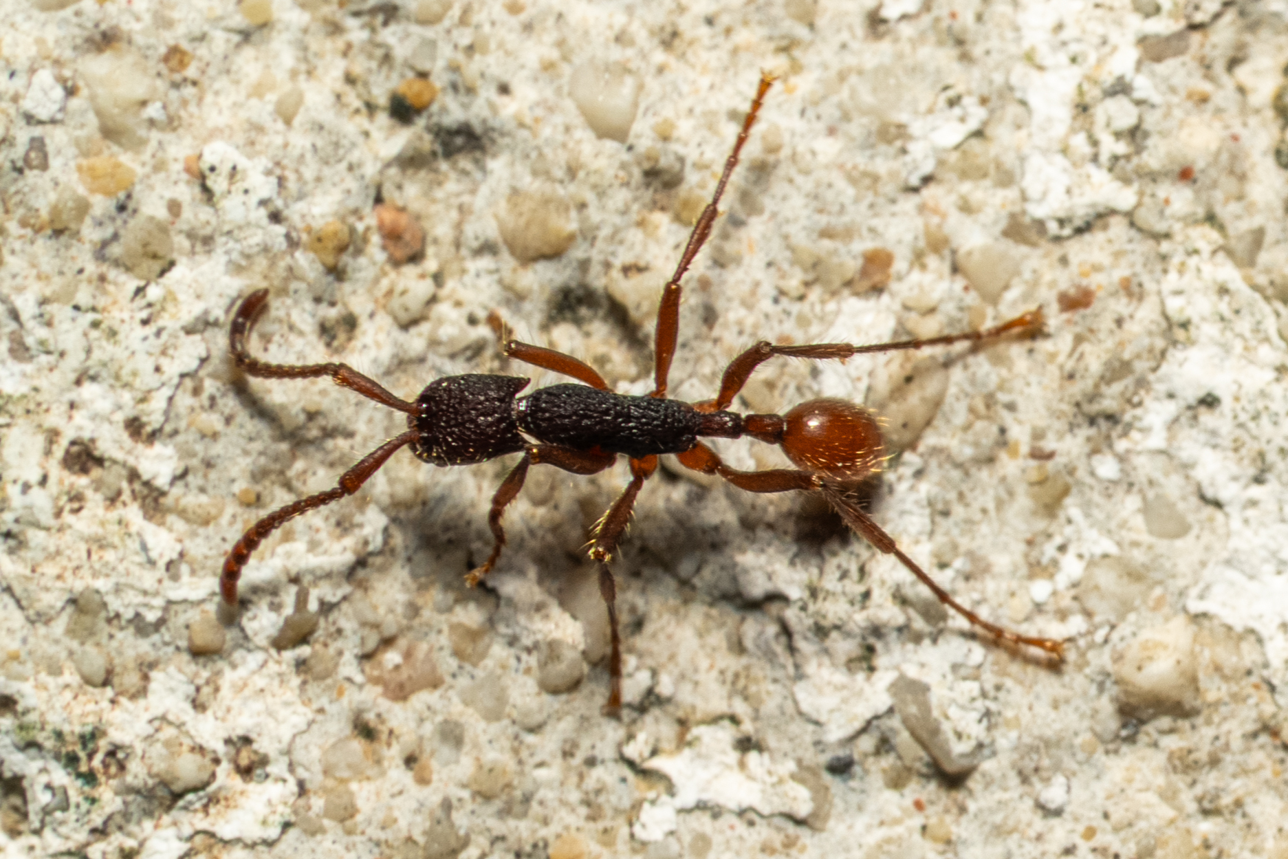 Neivamyrmex sumichrasti