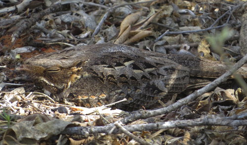 Madagascar Nightjar (Caprimulgus madagascariensis), photo 10