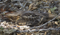Caprimulgus madagascariensis