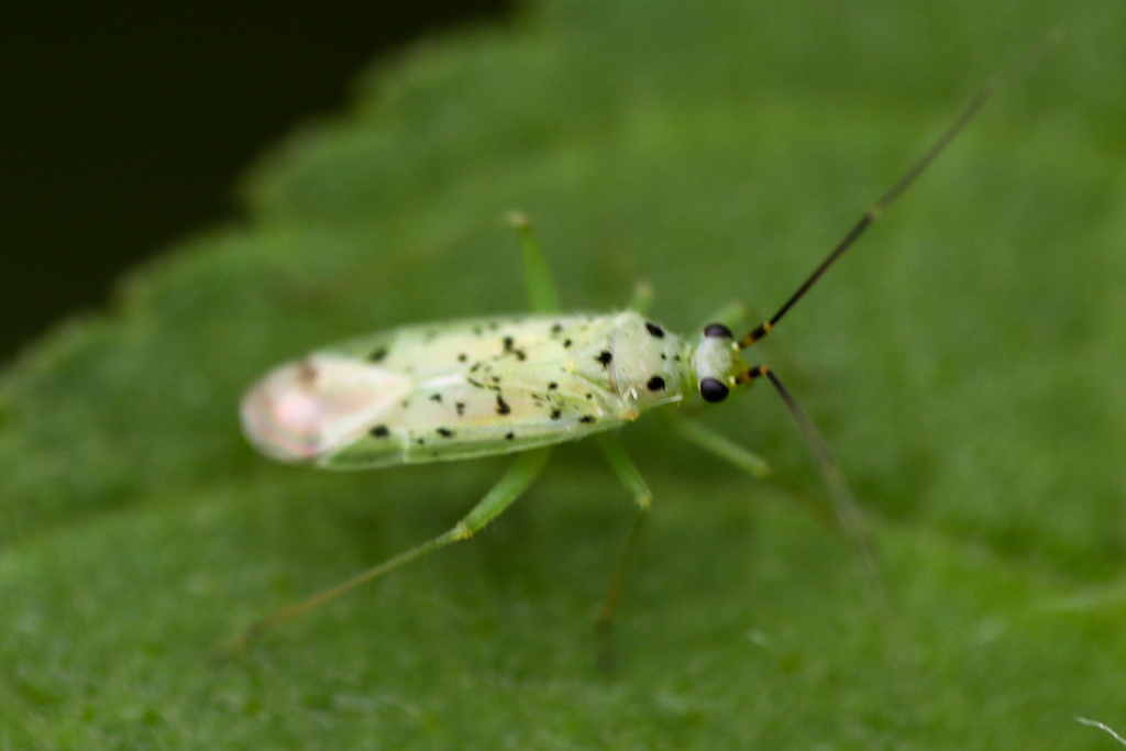 Ilnacora stalii
