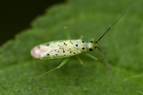Ilnacora stalii