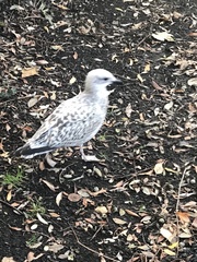 Larus argentatus