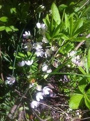 Allium roseum roseum