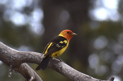 iNaturalist observation photo of Western Tanager
