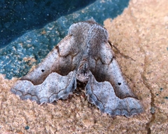 Drepanogynis figurata