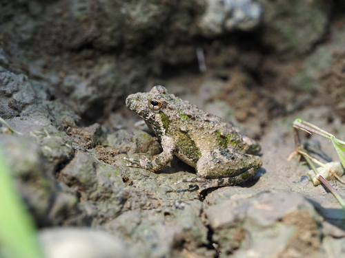 Blanchard's Cricket Frog photographed in Ohio
