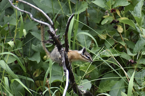 iNaturalist observation photo of Yellow-pine Chipmunk