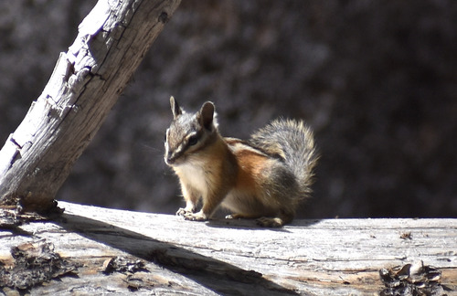 iNaturalist observation photo of Long-eared Chipmunk