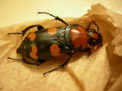 Nicrophorus americanus