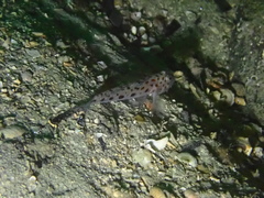 Thorogobius ephippiatus