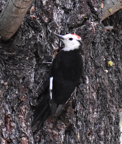 iNaturalist observation photo of White-headed Woodpecker