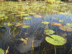 Schoenoplectus subterminalis