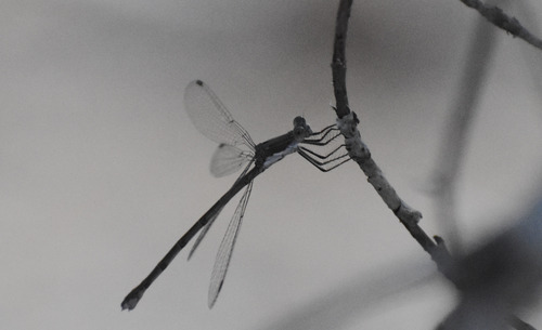 iNaturalist observation photo of Spotted Spreadwing