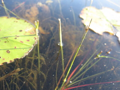 Schoenoplectus subterminalis