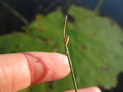 Schoenoplectus subterminalis