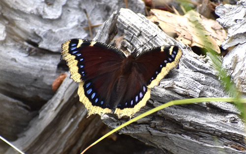iNaturalist observation photo of Mourning Cloak