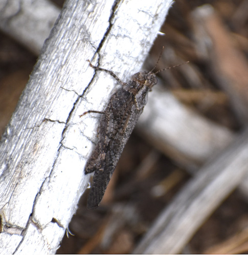iNaturalist observation photo of Crackling Forest Grasshopper