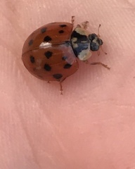 Harmonia axyridis