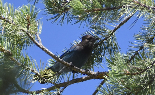 iNaturalist observation photo of Steller's Jay