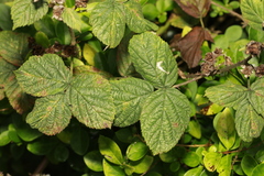 Coptotriche marginea