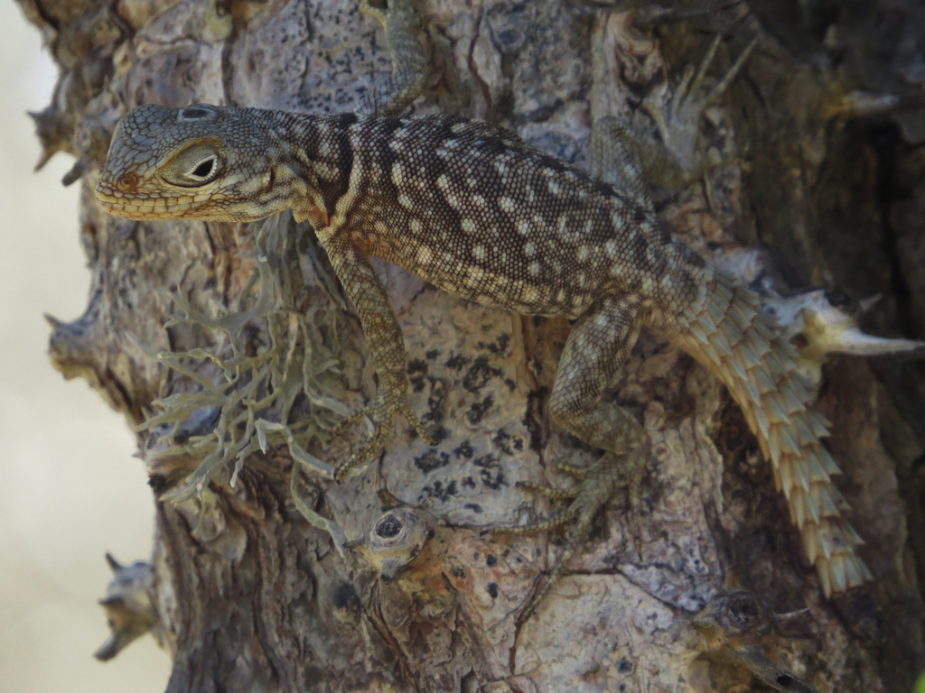 Merrem's Madagascar Swift