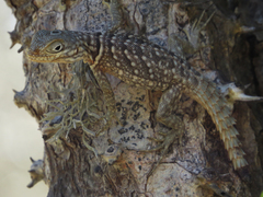 Oplurus cyclurus