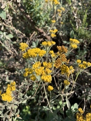Helichrysum odoratissimum