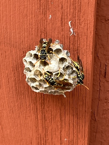 iNaturalist observation photo of European Paper Wasp