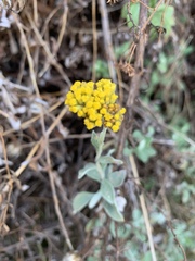 Helichrysum odoratissimum