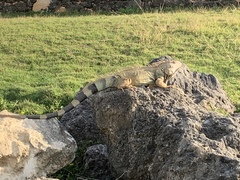 Iguana iguana