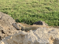 Iguana iguana