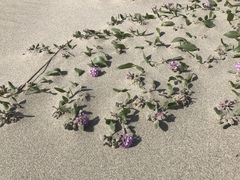 Abronia umbellata breviflora