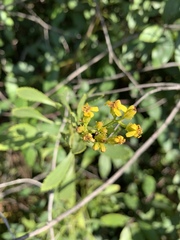 Senecio microglossus