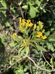 Senecio microglossus