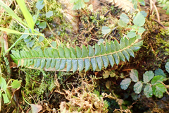 Polystichum stenophyllum