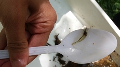 Paratya curvirostris