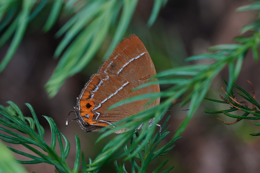 Howarthia