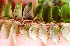 Polystichum stenophyllum