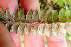 Polystichum stenophyllum