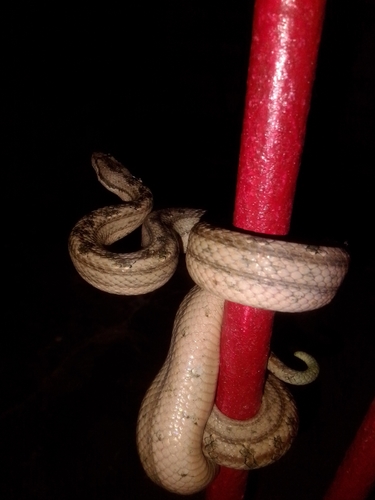 Cuban Dwarf Boa